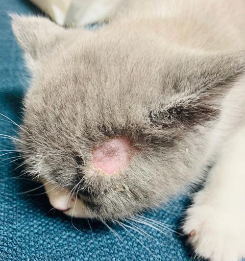如何给得了猫藓的猫咪服药（宠物医疗知识）