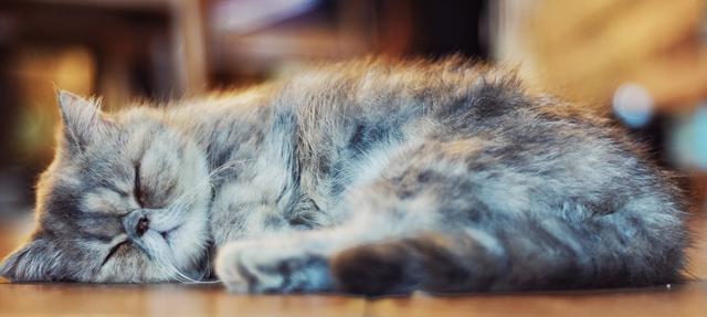 如何提高猫咪的安全感（以宠物为主）