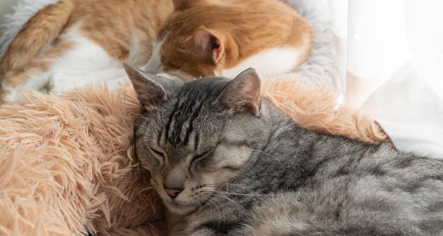 如何提高猫咪的安全感（以宠物为主）