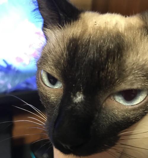 猫咪鼻子为何黑色（探究猫咪鼻子黑色的原因及特殊功能）