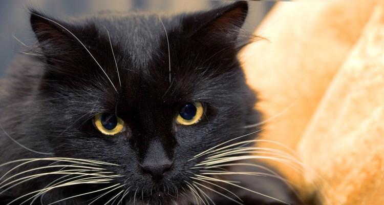 猫咪鼻子为何黑色（探究猫咪鼻子黑色的原因及特殊功能）