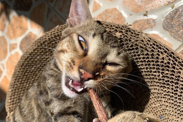 我的猫咪的大牙长歪了（宠物护理）