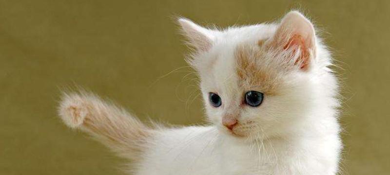 猫咪的耳朵为什么总是那么热（探究猫咪的耳朵为什么总是发热的原因及影响）