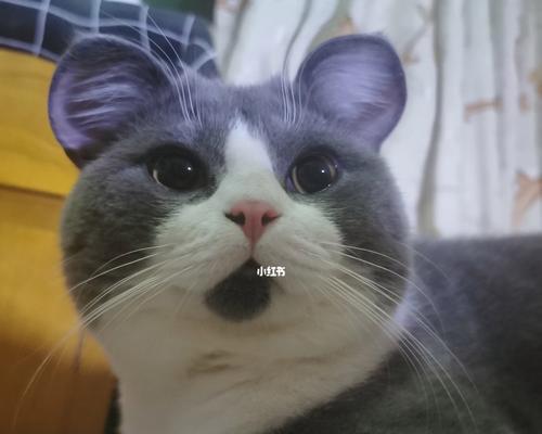 猫咪的耳朵为什么总是那么热（探究猫咪的耳朵为什么总是发热的原因及影响）
