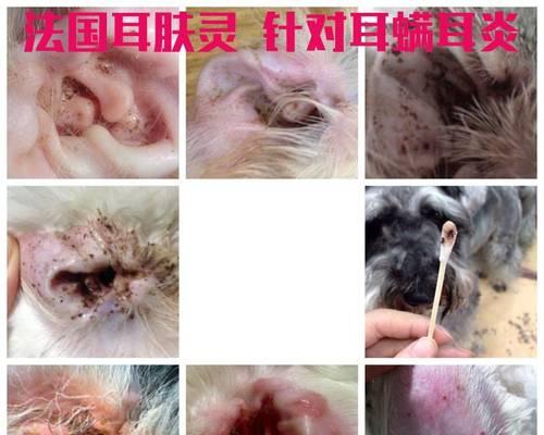 猫咪耳药推荐（如何选择适合猫咪的耳药）