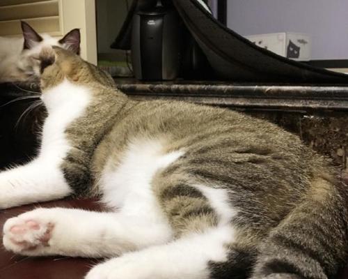 如何帮助猫咪缓解后腿抽搐问题（猫咪的健康需求与主人的爱心呵护）