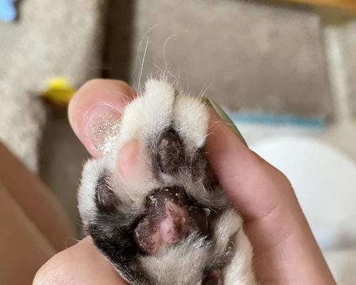 猫咪脚垫出血，怎么办（教你如何应对宠物脚垫问题）