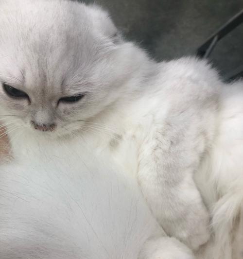 猫咪脚骨折的教训（宠物主人必须知道的急救处理方法）