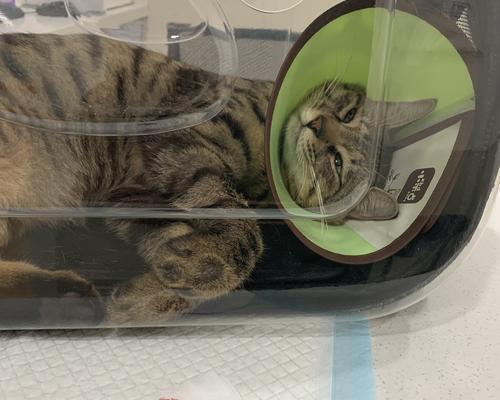 猫咪脚骨折的教训（宠物主人必须知道的急救处理方法）