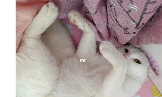 猫咪脚夹坏了！如何给宠物正确地修剪爪子（为了猫咪的健康）
