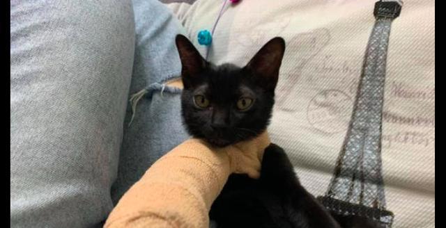 猫咪的一瘸一拐之谜（揭开宠物健康的秘密）