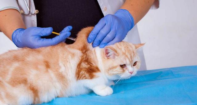 探讨宠物猫咪狂犬病高发原因（揭示疫苗接种重要性）