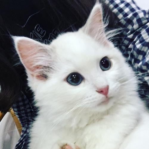 猫咪猫须的成长周期（猫咪猫须需要多久才能长出来）