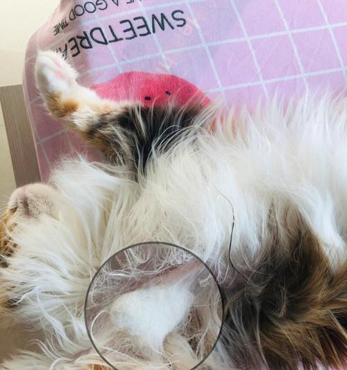 如何防止宠物猫咪的毛打结（从这15个步骤开始）