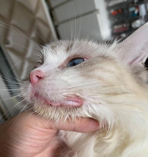 如何治疗猫咪的毛囊炎（以宠物为主）