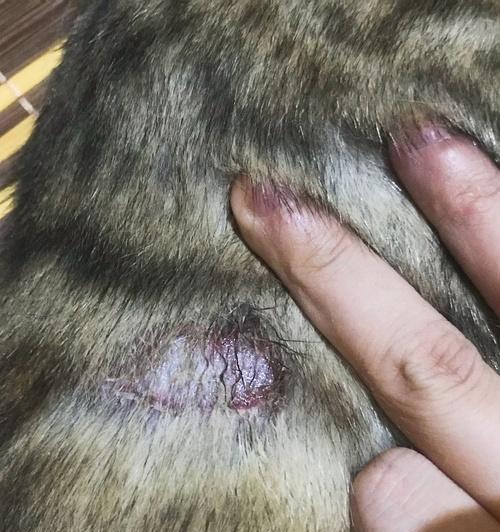 如何治疗猫咪的毛囊炎（以宠物为主）