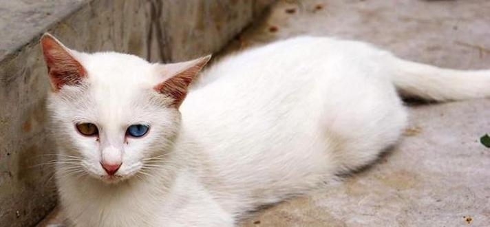 猫咪名字天籁之音（探索宠物名字的艺术之美）
