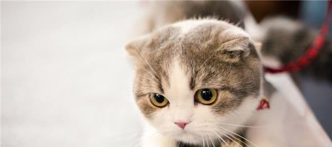 猫咪名字天籁之音（探索宠物名字的艺术之美）