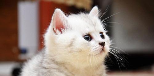 猫咪名字天籁之音（探索宠物名字的艺术之美）