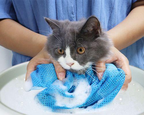 猫咪皮肤破穿应该怎么处理（宠物爱护小技巧大揭秘）