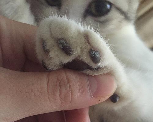 揭秘猫咪肉垫的可爱之谜（从宠物角度解析猫咪肉垫的魅力）