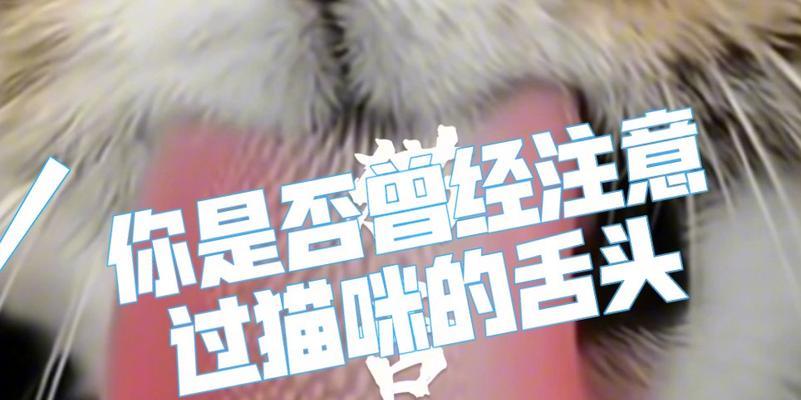 猫咪的舌头（揭秘猫咪舌头的结构和功用）