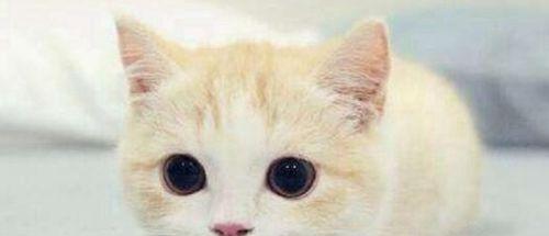 猫咪的听觉世界（探秘猫咪的听觉奥秘）