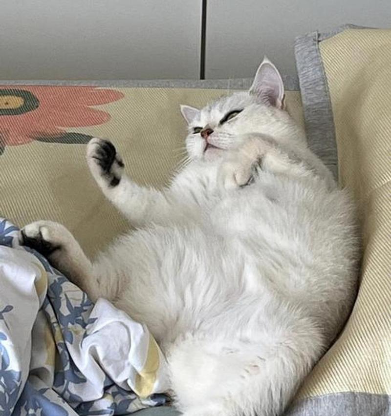 猫咪的听觉世界（探秘猫咪的听觉奥秘）