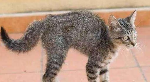 猫咪的尾巴代表什么？——解密猫咪尾巴的语言