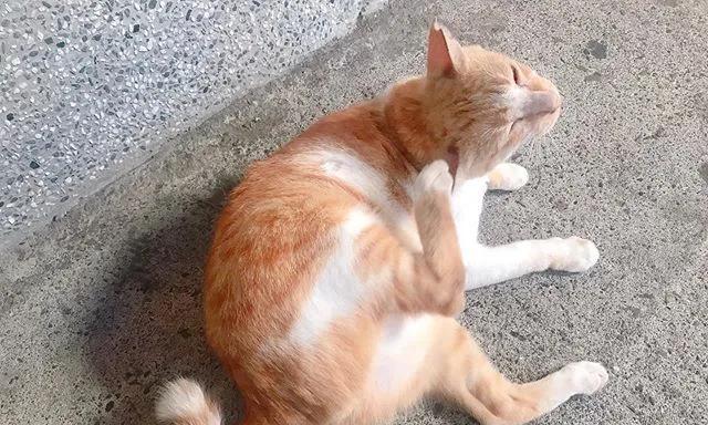 猫咪的尾巴尖易骨折（宠物主人必知的尾巴保健知识）