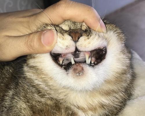 猫咪的尾巴尖易骨折（宠物主人必知的尾巴保健知识）