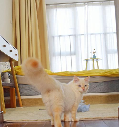 猫咪的尾巴翘着，你知道这代表什么吗（探究猫咪身体语言中的尾巴姿势）