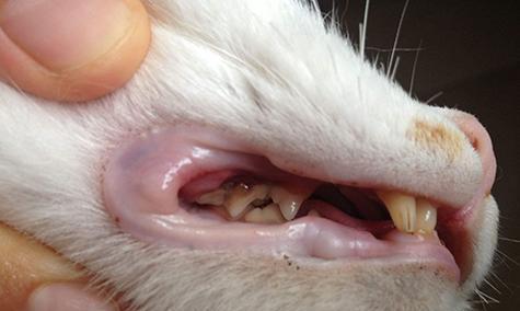 探秘猫咪的牙齿（了解猫咪的牙齿类型及其相关知识）