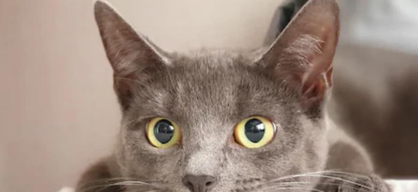 猫咪眼睛瞳孔歪了，是什么原因（探寻猫咪眼睛瞳孔歪了的原因）