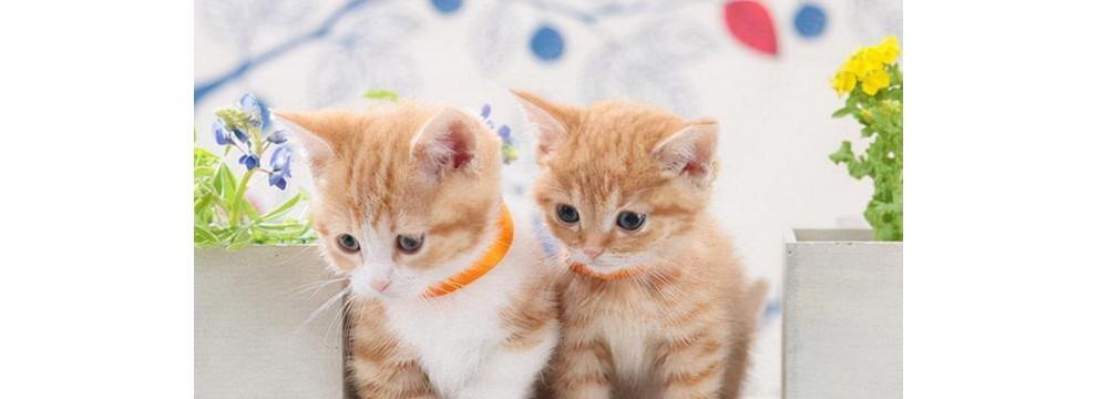 猫咪孕期（了解猫咪孕期的饮食需求）