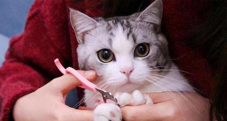 猫咪指甲修剪的必要性（保护家具）