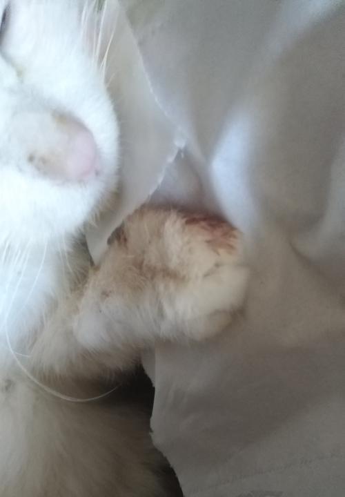 如何剪猫咪的指甲避免出血（有效的方法与注意事项）
