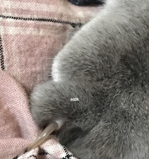 如何剪猫咪的指甲避免出血（有效的方法与注意事项）