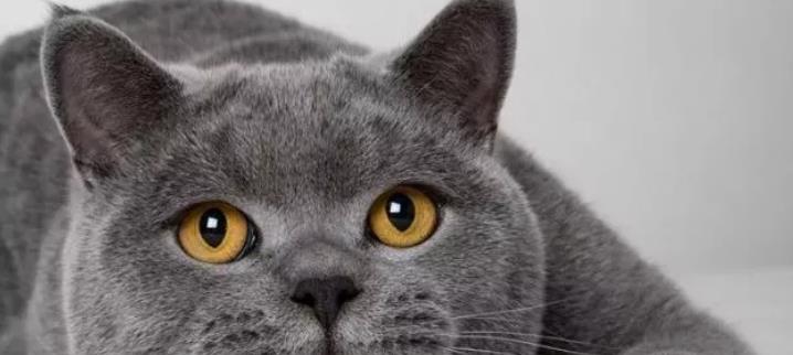 猫咪的品种大全（探秘不同品种的猫咪）