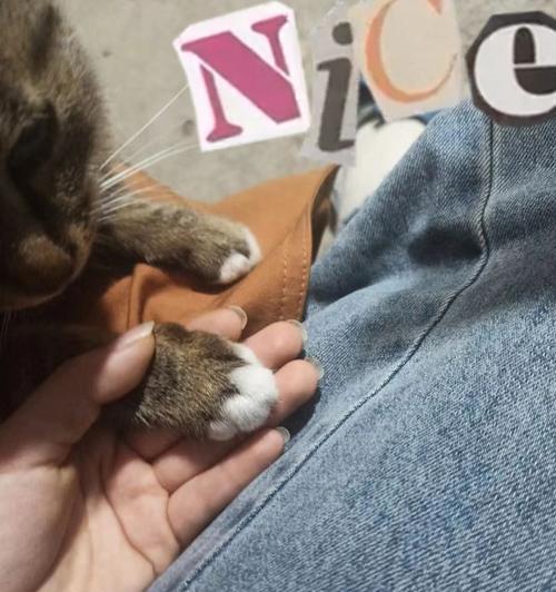 猫咪爪子大小的影响（猫咪的爪子大小是否重要）
