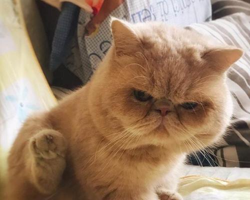 如何提高猫咪的免疫力（针对猫咪抵抗力差的有效方法）