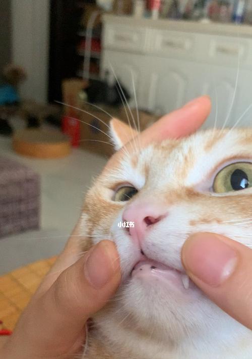 揭秘猫咪地包天的真相（从宠物主人的角度看猫咪地包天）