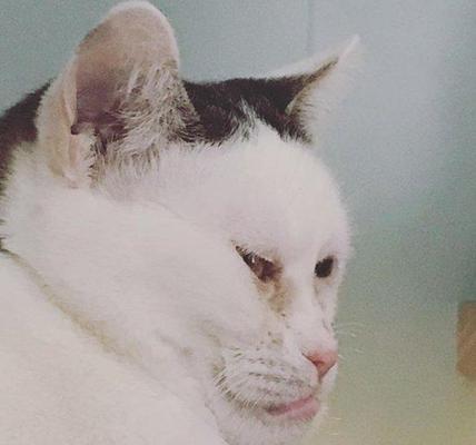 猫咪地包天问题详解（如何避免猫咪地包天）