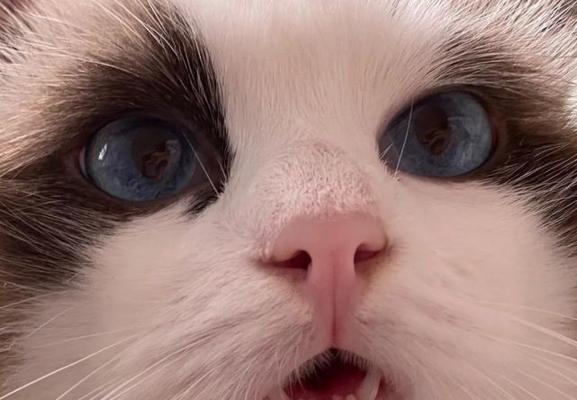 猫咪地包天问题详解（如何避免猫咪地包天）