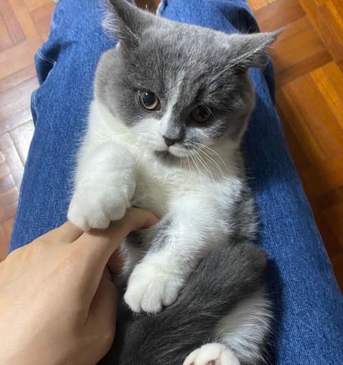 猫咪初次体检的重要性（宠物保健的必要措施及体检时间安排）