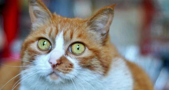 猫咪的眼（宠物猫次见主人的心理变化与行为表现）