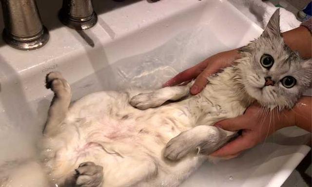 如何应对猫咪严重掉毛问题（宠物掉毛成为困扰）