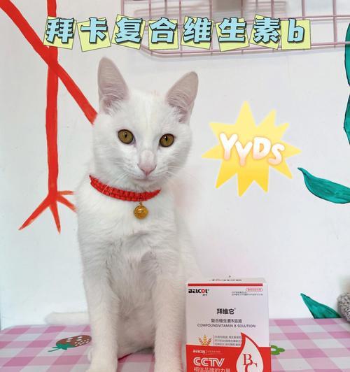如何预防宠物猫咪掉毛缺乏维生素B引起的问题（营养均衡的饮食和适当的护理是关键）