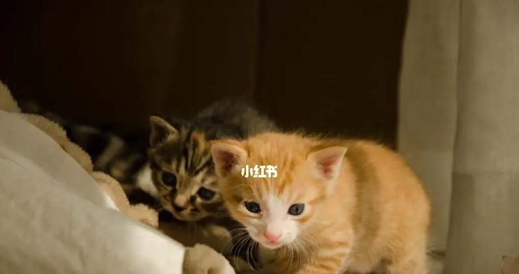 怎么应对调皮的猫咪（从宠物训练到环境改变）