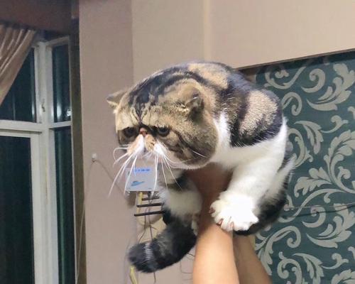 揭秘猫咪身体语言，它们在跟你说什么？